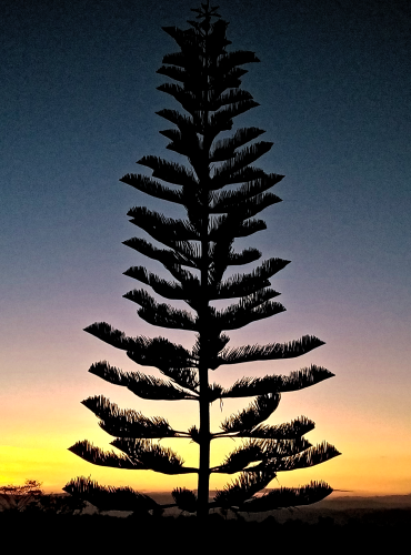 sundown tree nature rt 370x500